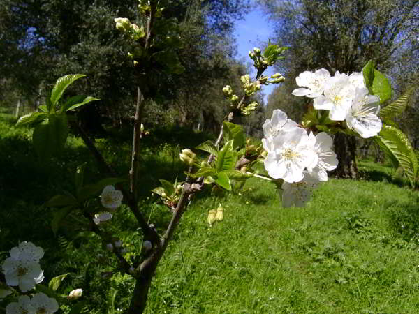 the first blog about permaculture in southern calabria